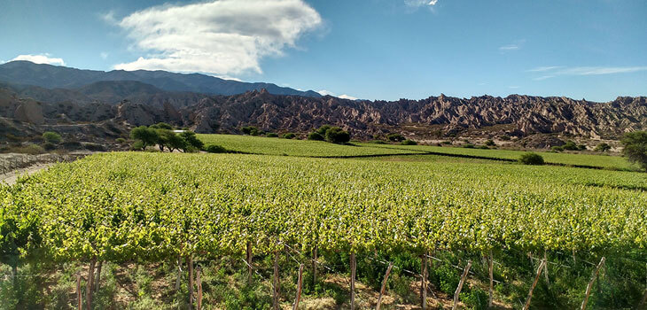 El Valle Calchaquí ofrece nuevos rincones para vinos de altura