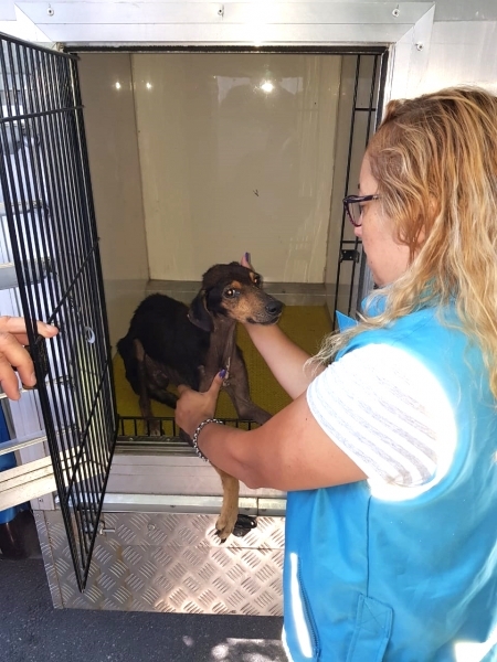Rescataron un perro y un loro que vivían en malas condiciones