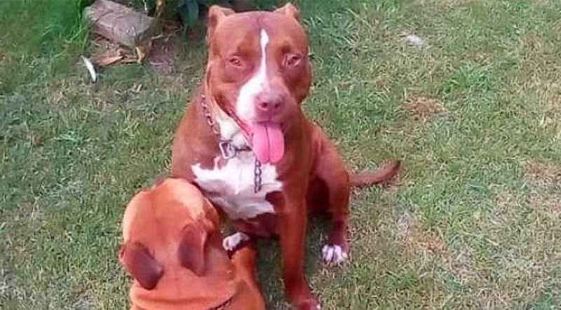 El mundo del revés: entró a una casa para robar, los perros lo atacaron y el delincuente fue defendido