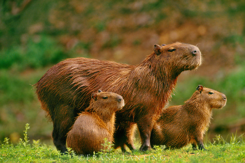 El mensaje de los carpinchos es pura revelación de la naturaleza