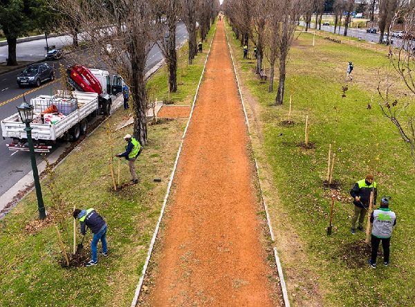 Plan de Forestación porteño, la Ciudad plantará más de 16 mil árboles durante 2021