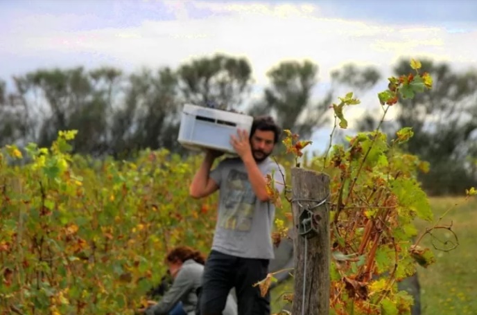 Anuncian el IV Encuentro Productivo Vitivinícola de la provincia de Buenos Aires