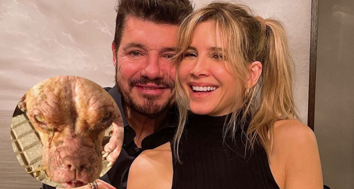 La increíble transformación de la perrita que adoptaron Marcelo Tinelli y Guille Valdés