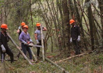En Wanda proyectan su primera exportación de bambú