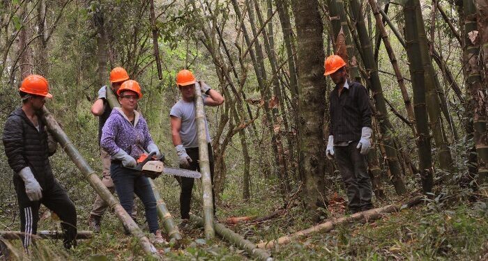 En Wanda proyectan su primera exportación de bambú