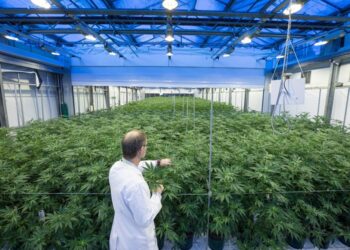 El laboratorio Pfizer se mete en la industria del cannabis medicinal