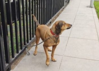 Periodista acusada de abandonar a perrito que adoptó es despedida. No toleraron su actuar