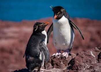 Los Pingüinos en Argentina corren grave peligro de extinción