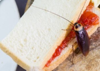 ¿Qué pasa si nos comemos una cucaracha o si la encontramos entre los alimentos?