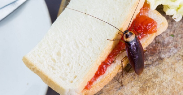 ¿Qué pasa si nos comemos una cucaracha o si la encontramos entre los alimentos?