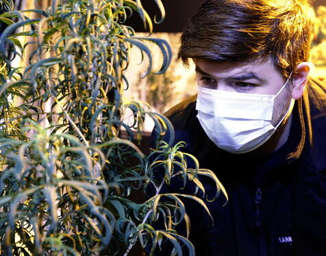 En Italia rechazan la legalización del cannabis