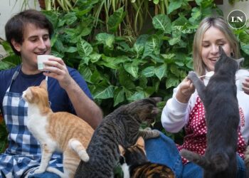 Abrió el primer Gato – Café porteño