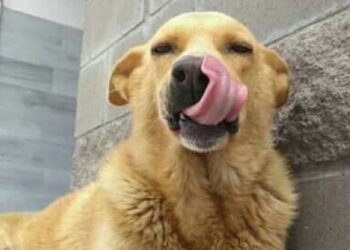 Perrito obtiene justicia: El asesino de “Rubio” fue condenado a prisión por maltrato animal
