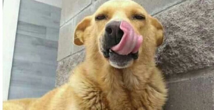 Perrito obtiene justicia: El asesino de “Rubio” fue condenado a prisión por maltrato animal
