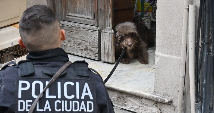 Un detenido y rescate de 20 perros y otras especies en criadero ilegal del Centro porteño