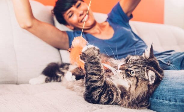 Juguetes caseros: ¿cómo animar a nuestros gatos y compartir un momento de diversión que potencie el vínculo?