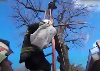Personal de Bomberos de la Ciudad rescataron un gatito atrapado en un árbol