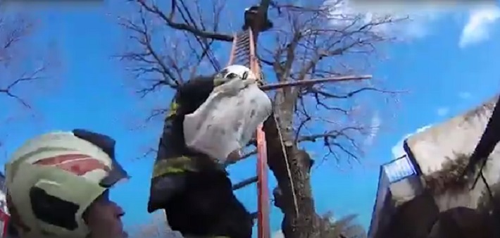 Personal de Bomberos de la Ciudad rescataron un gatito atrapado en un árbol