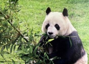 Muere el oso panda más longevo fuera de China