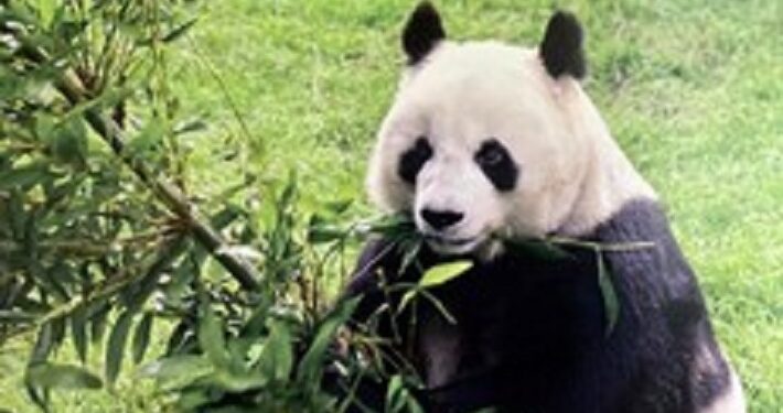 Muere el oso panda más longevo fuera de China