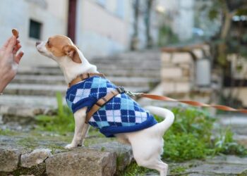 Vestir a perros y gatos: ¿es conveniente o puede ser contraproducente?