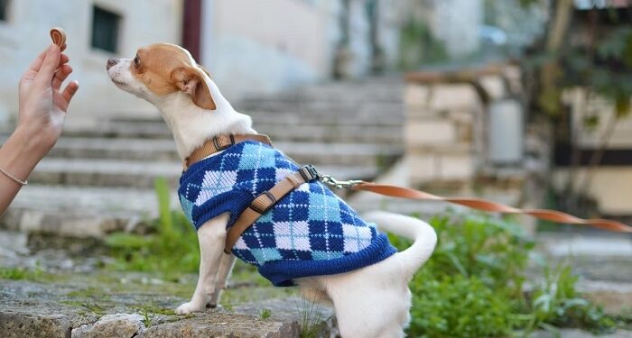 Vestir a perros y gatos: ¿es conveniente o puede ser contraproducente?