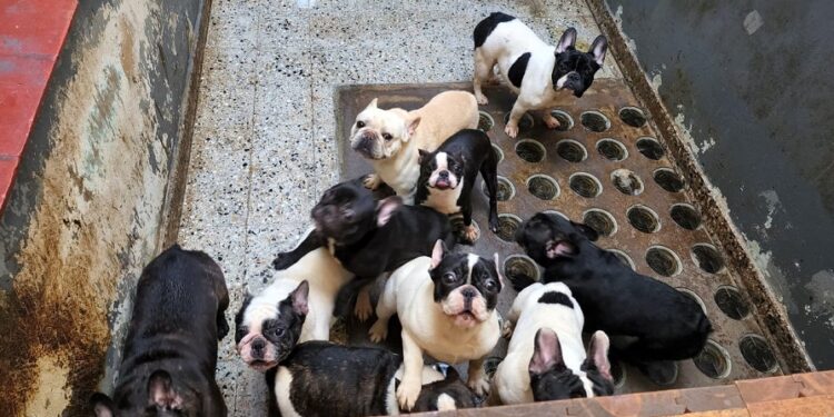 Villa Crespo: rescataron a 26 perros maltratados