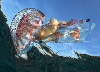 La relación entre los organismos marinos y los desechos inspira una exposición fotográfica de extraordinario impacto
