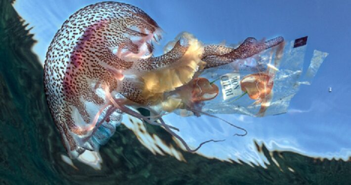 La relación entre los organismos marinos y los desechos inspira una exposición fotográfica de extraordinario impacto