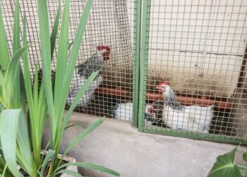Hallaron en Villa Soldati 90 gallinas y 8 gallos rescatados de un criadero ilegal