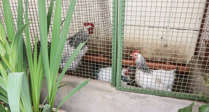 Hallaron en Villa Soldati 90 gallinas y 8 gallos rescatados de un criadero ilegal