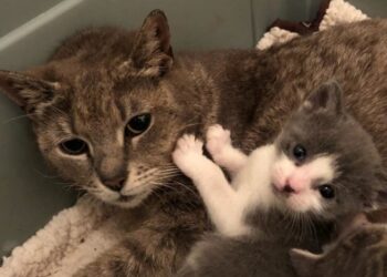 Gatita siente tranquilidad luego de haber conseguido un hogar para sus bebés
