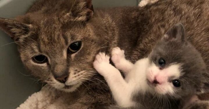 Gatita siente tranquilidad luego de haber conseguido un hogar para sus bebés