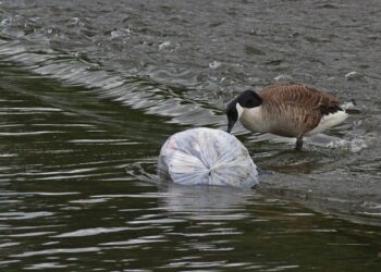 Las bacterias más comunes en el agua y cómo eliminarlas