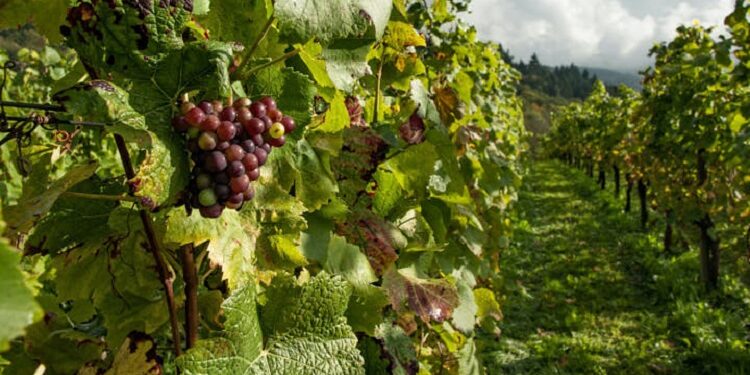 Terroir o estilo: Qué pesa más a la hora de producir un vino