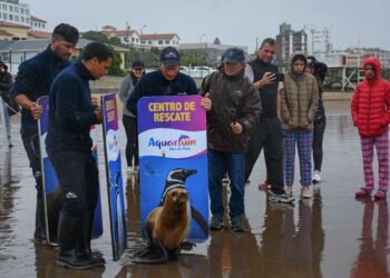 Regresaron al mar a cuatro lobos marinos que fueron rehabilitados en Mar del Plata
