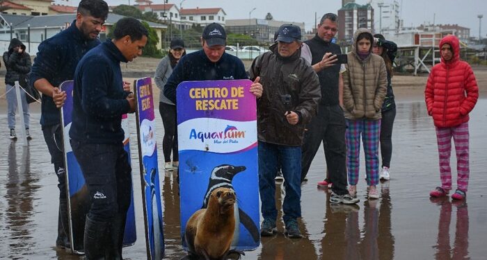 Regresaron al mar a cuatro lobos marinos que fueron rehabilitados en Mar del Plata