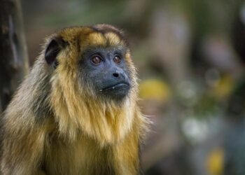 En peligro de extinción, los monos Carayá fueron declarados Monumento Natural de Misiones