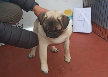 Falsa veterinaria detenida y 22 perros rescatados de un criadero clandestino en Parque Chas