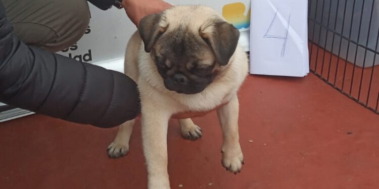 Falsa veterinaria detenida y 22 perros rescatados de un criadero clandestino en Parque Chas