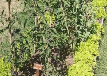 Recomendaciones para gestionar la huerta en primavera