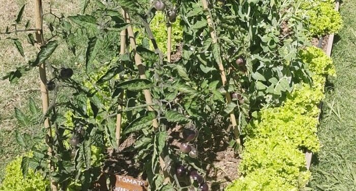 Recomendaciones para gestionar la huerta en primavera