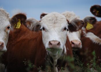 Productores advierten que por sequía «ganadería está mal, sin pasto y con mal estado de las vacas»