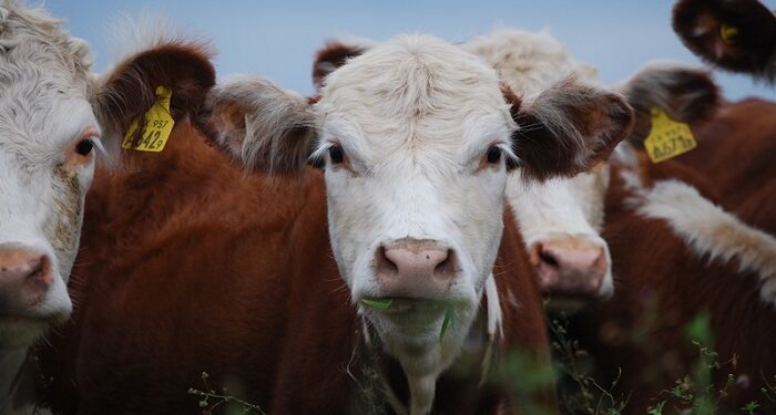 Productores advierten que por sequía «ganadería está mal, sin pasto y con mal estado de las vacas»
