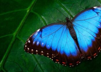 Declaran en Misiones, Monumento Natural a varias especies de mariposas