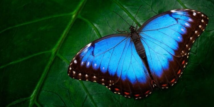 Declaran en Misiones, Monumento Natural a varias especies de mariposas