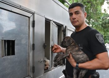 La Policía de la Ciudad rescató 15 perros de un criadero ilegal en Monserrat