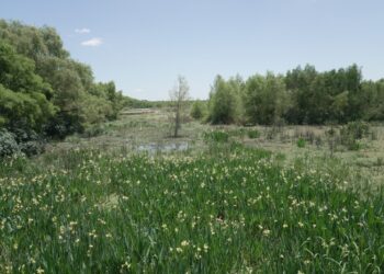 La Ciudad recuperó parte de la Laguna de los Patos en la Reserva Ecológica Costanera Sur y sumó un mirador