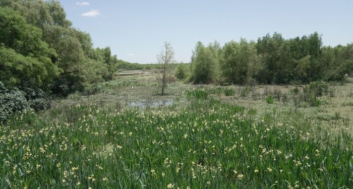 La Ciudad recuperó parte de la Laguna de los Patos en la Reserva Ecológica Costanera Sur y sumó un mirador