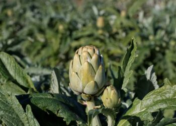 La alcachofa, una aliada para nuestra salud